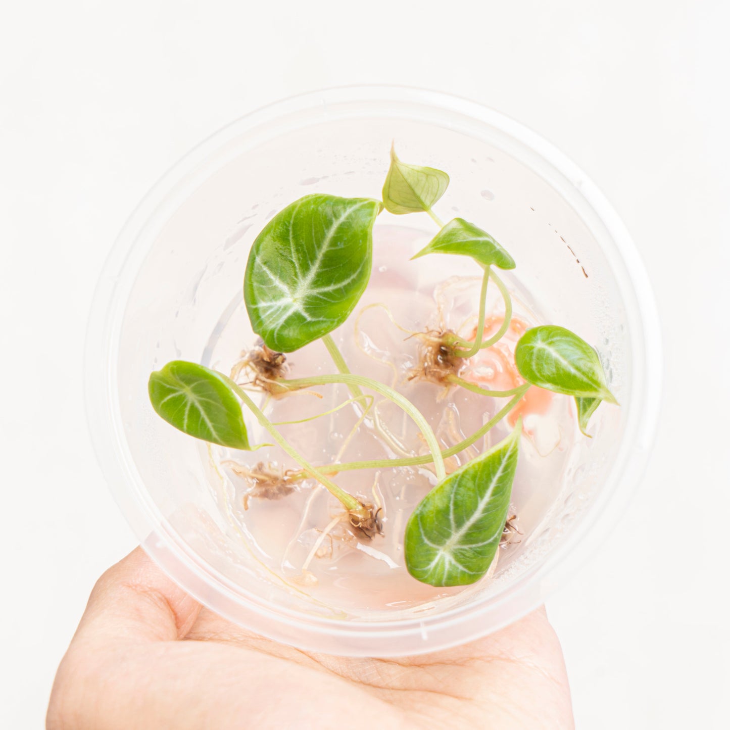 Tissue Culture - Alocasia Black Velvet