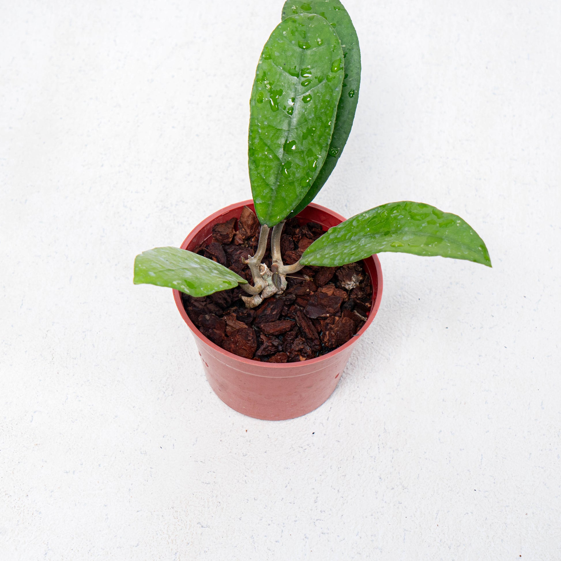 Hoya Fauziana SP Kalbar - Indonesian Rare Plants