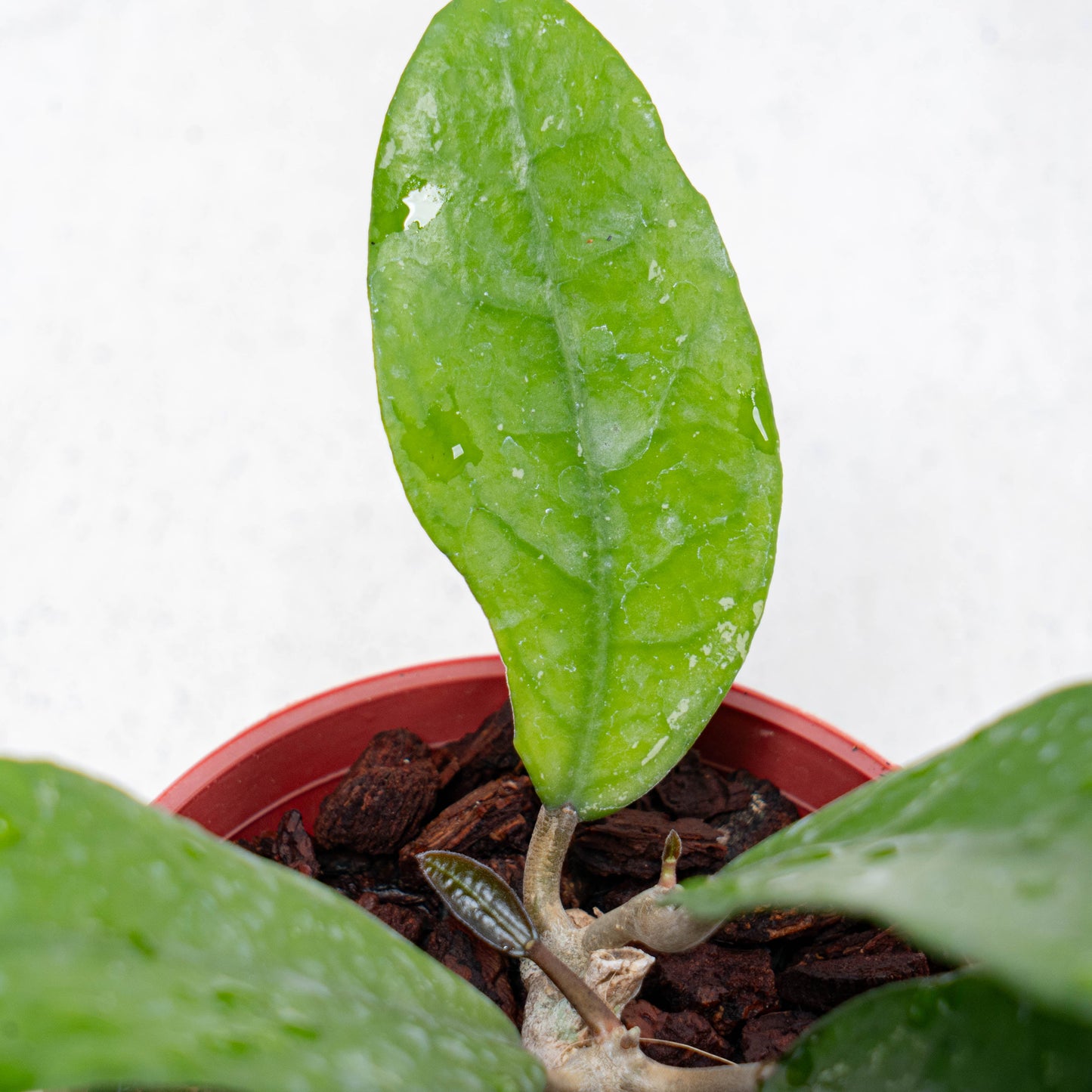 Hoya Fauziana SP Kalbar