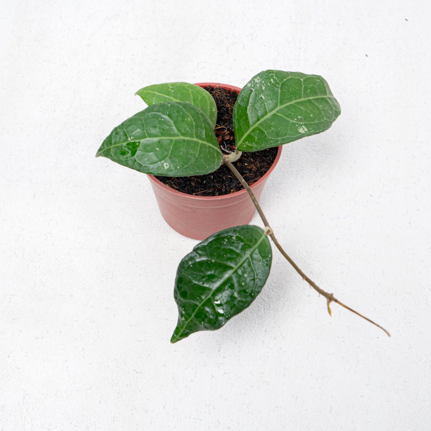 Hoya Verticilata Lampung - Indonesian Rare Plants