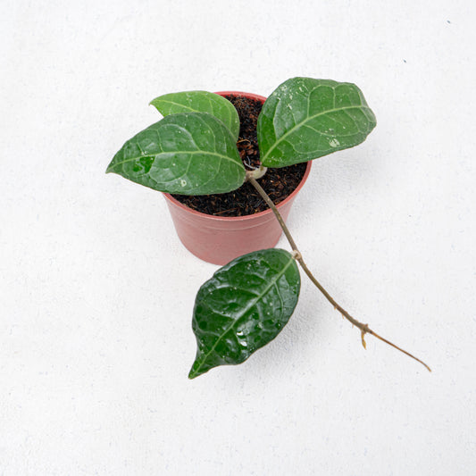 Hoya Verticilata Lampung - Indonesian Rare Plants