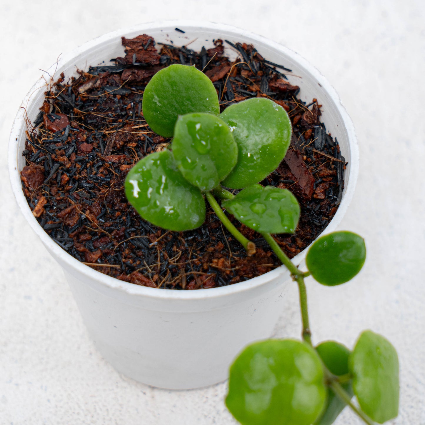 Hoya New SP Buntok