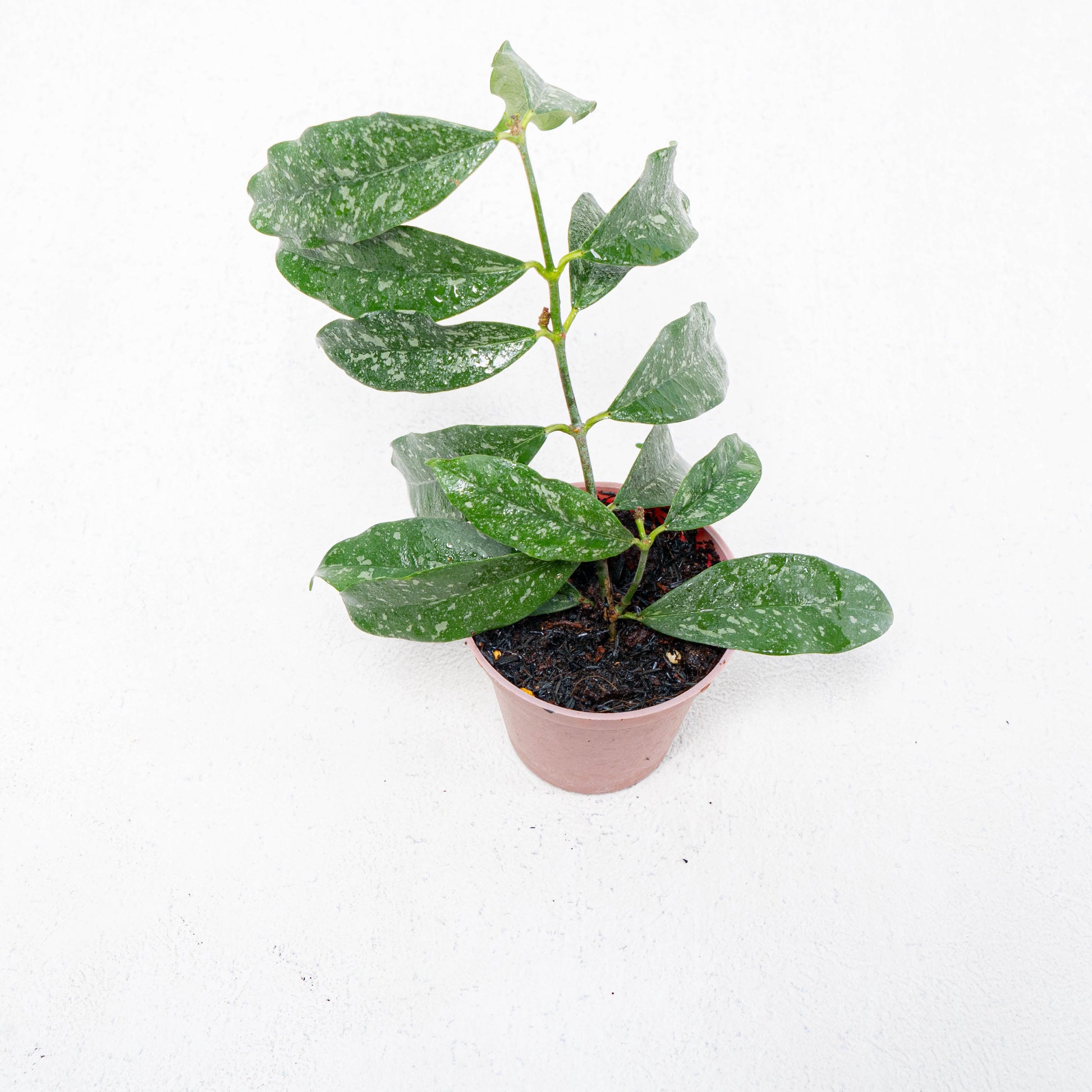 Hoya Campanulata Splash - Indonesian Rare Plants