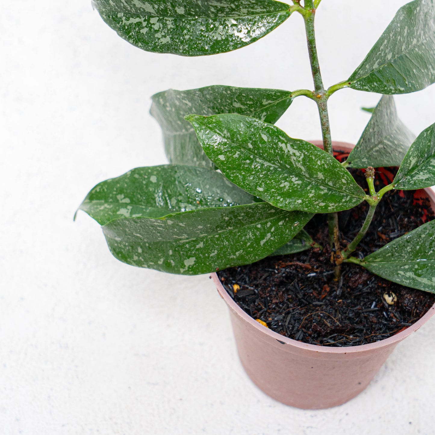 Hoya Campanulata Splash