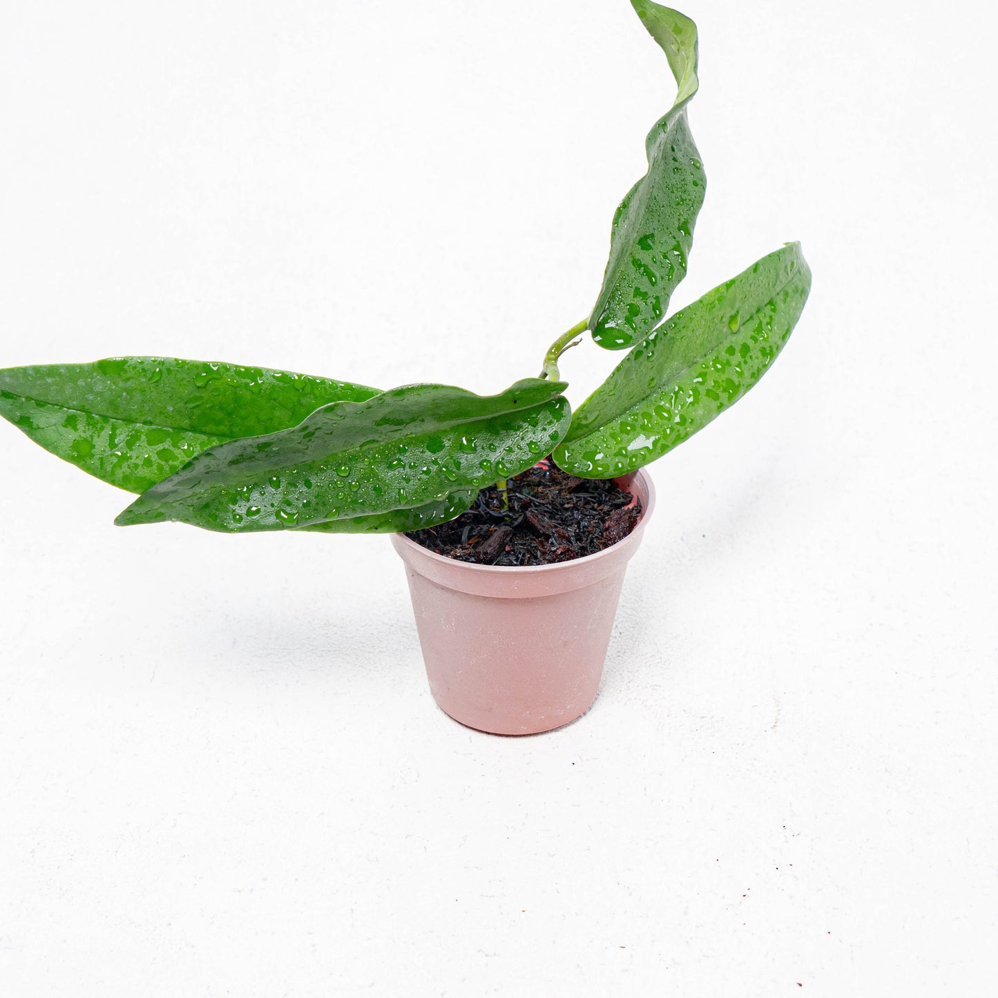 Hoya Stenakey Dark