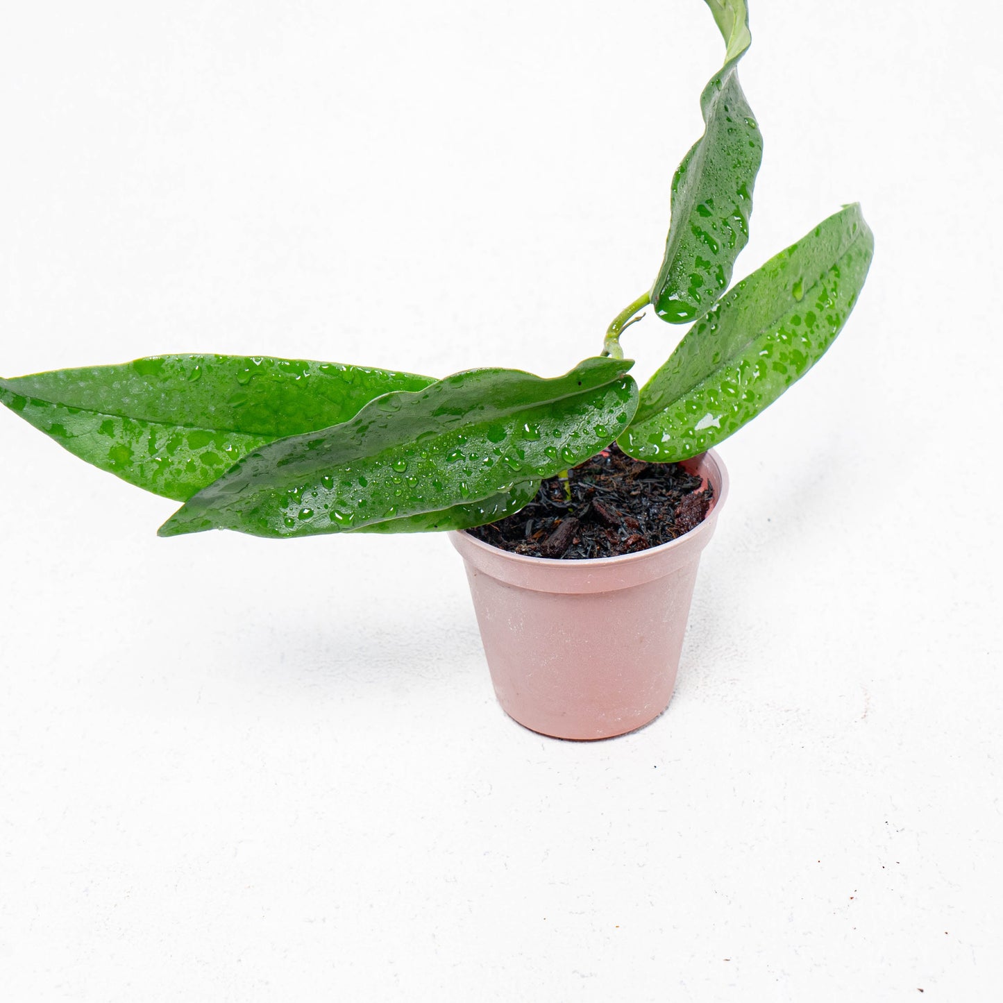 Hoya Stenakey Dark - Indonesian Rare Plants