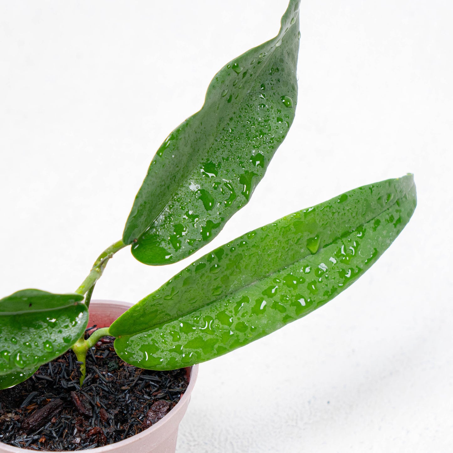 Hoya Stenakey Dark