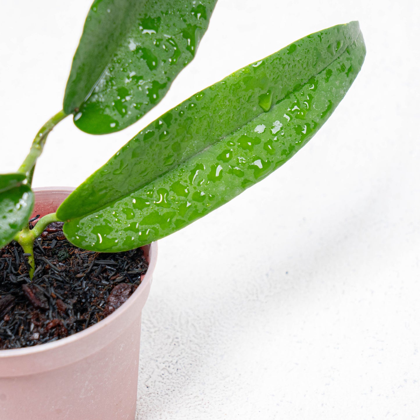 Hoya Stenakey Dark