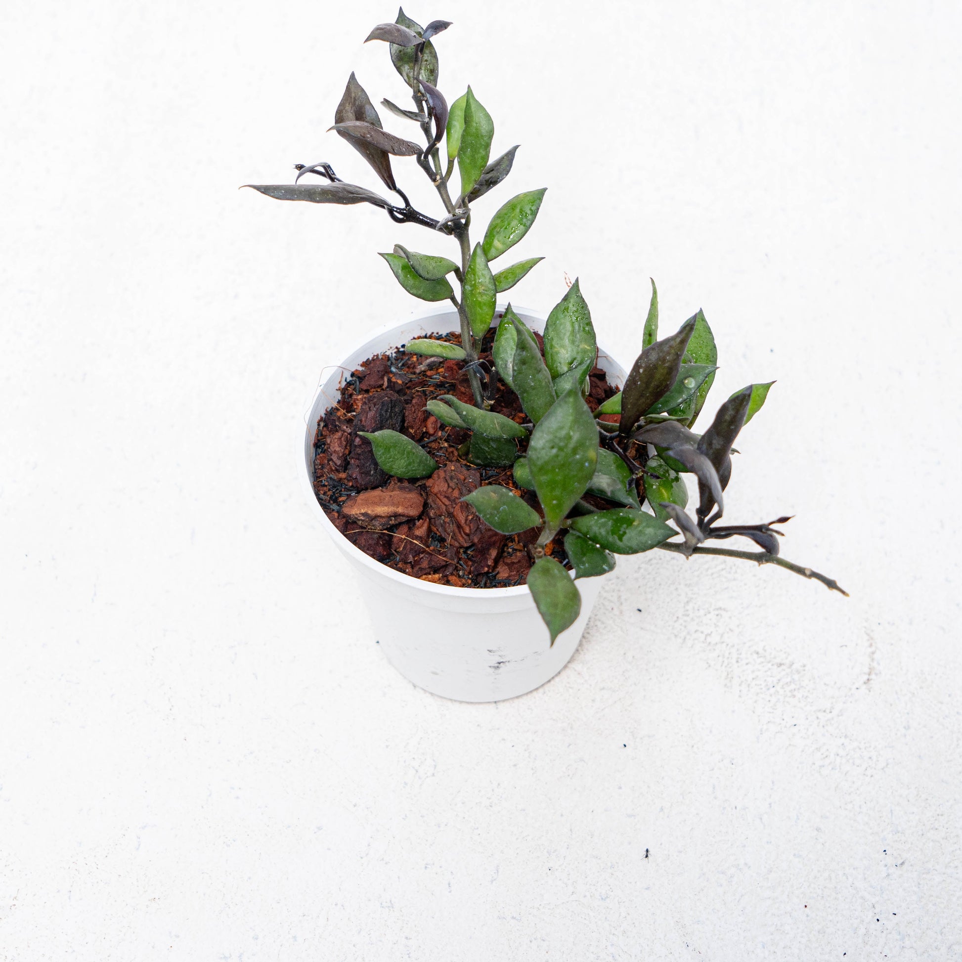 Hoya Lacunosa Black Small Leaf - Indonesian Rare Plants
