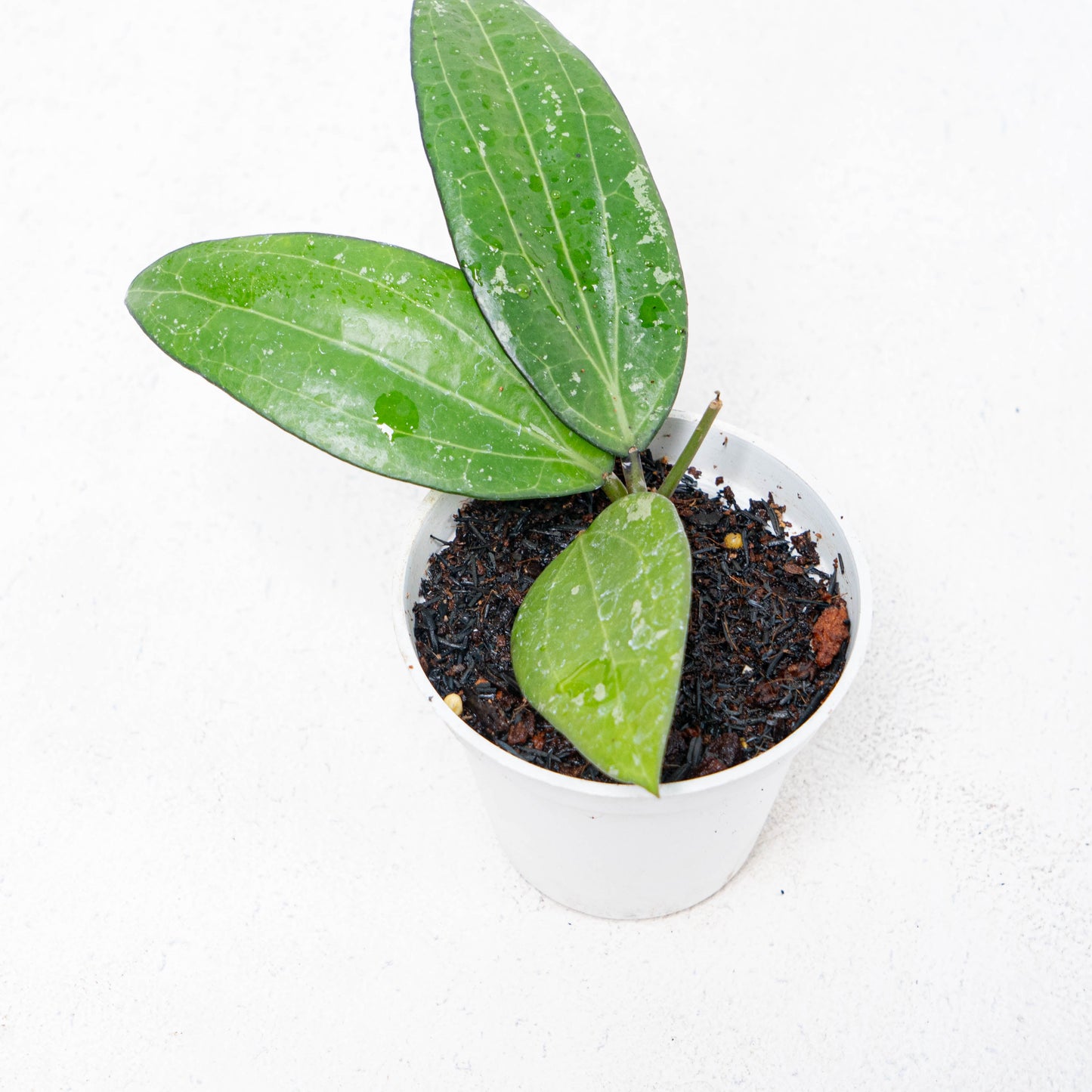 Hoya SP Sulawesi GPS-8867 - Indonesian Rare Plants