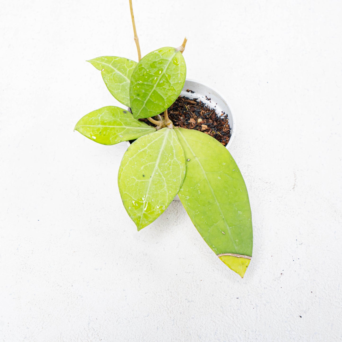 Hoya Verticillata SP Bali - Indonesian Rare Plants