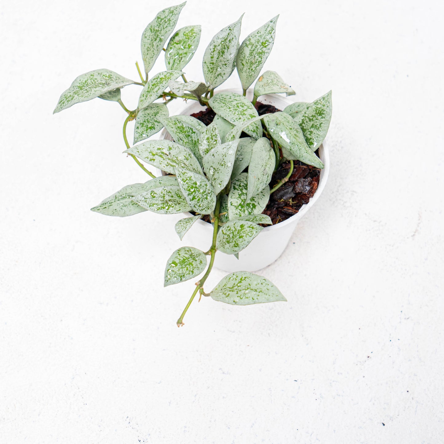 Hoya Lacunosa Silver Lime - Indonesian Rare Plants
