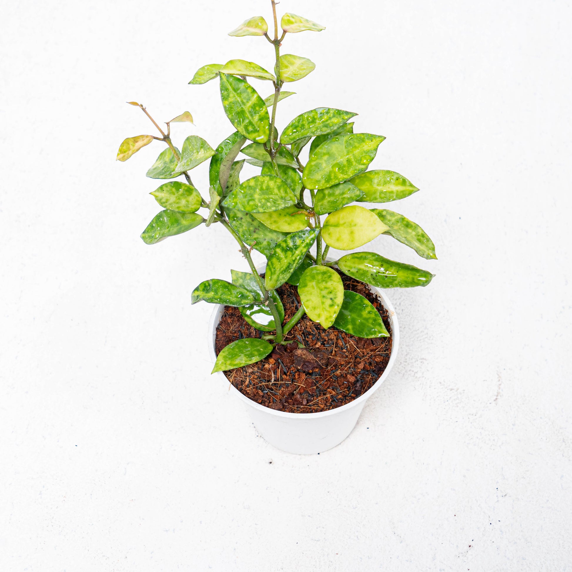 Hoya Lacunosa Amarillo - Indonesian Rare Plants