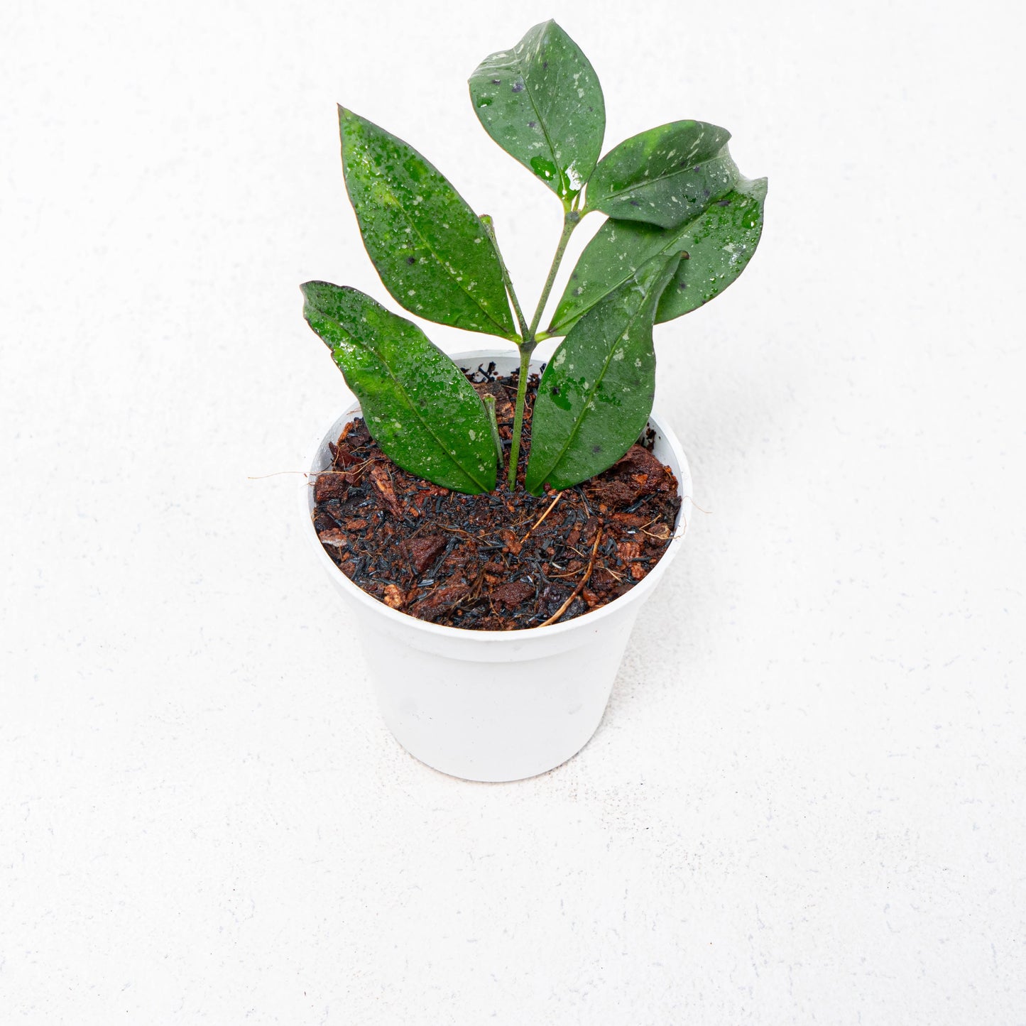 Hoya SP Garut - Indonesian Rare Plants