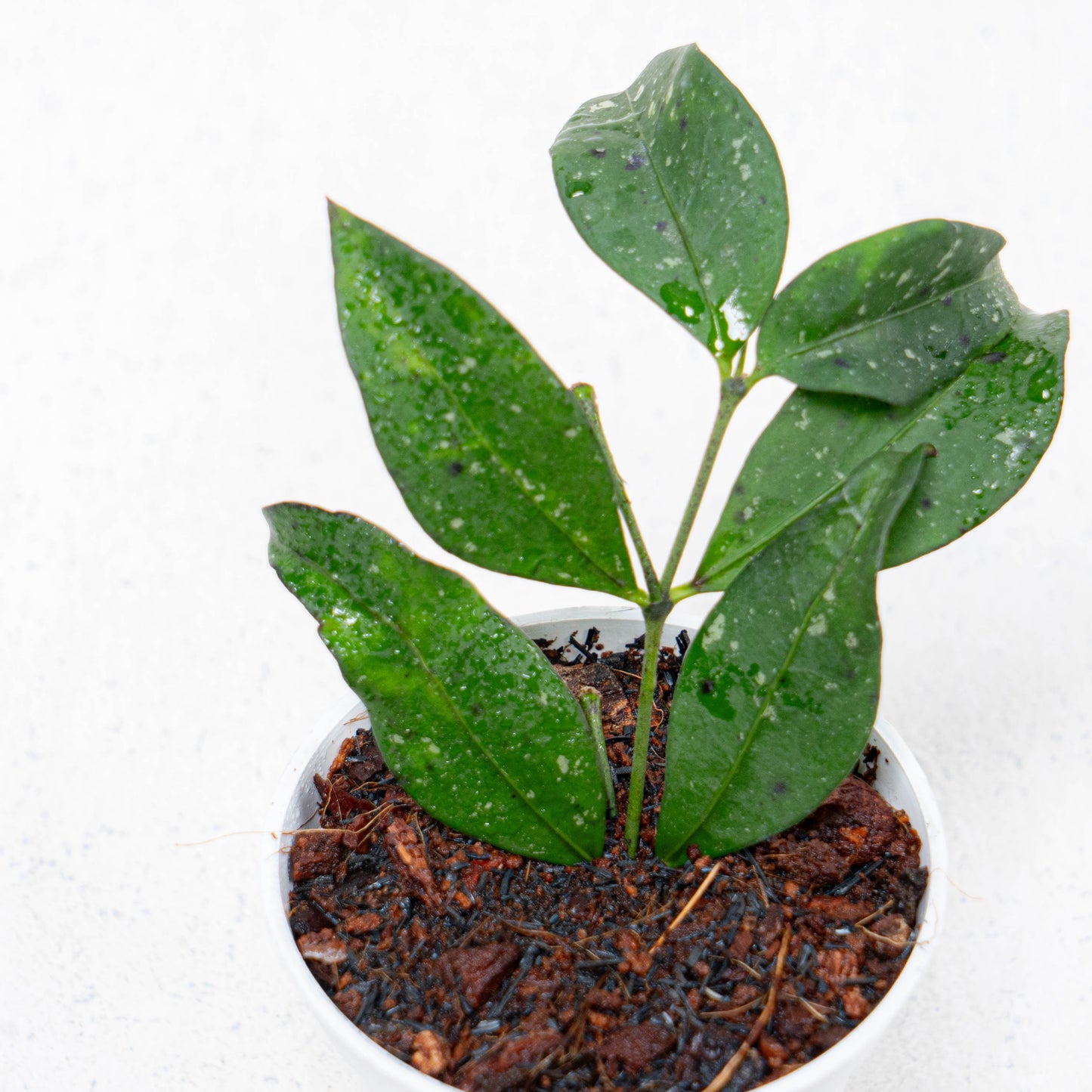 Hoya SP Garut