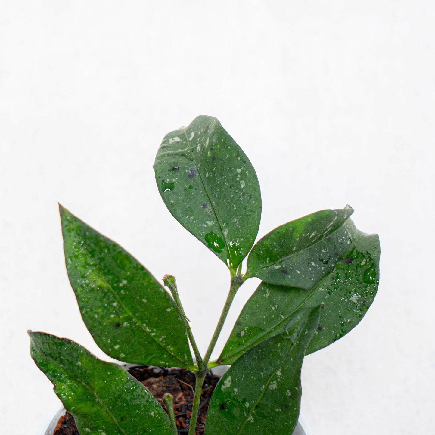 Hoya SP Garut