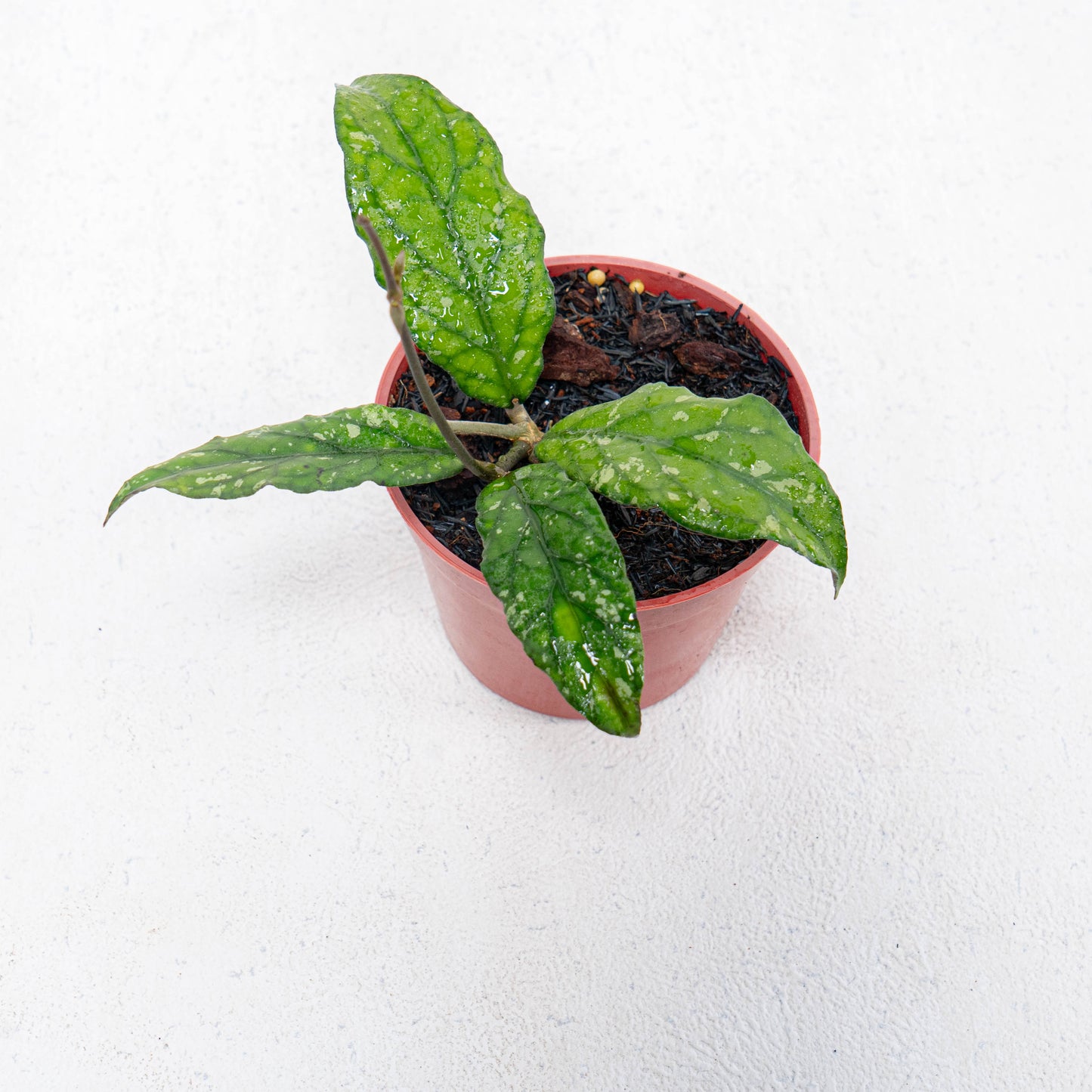 Hoya SP Takengon