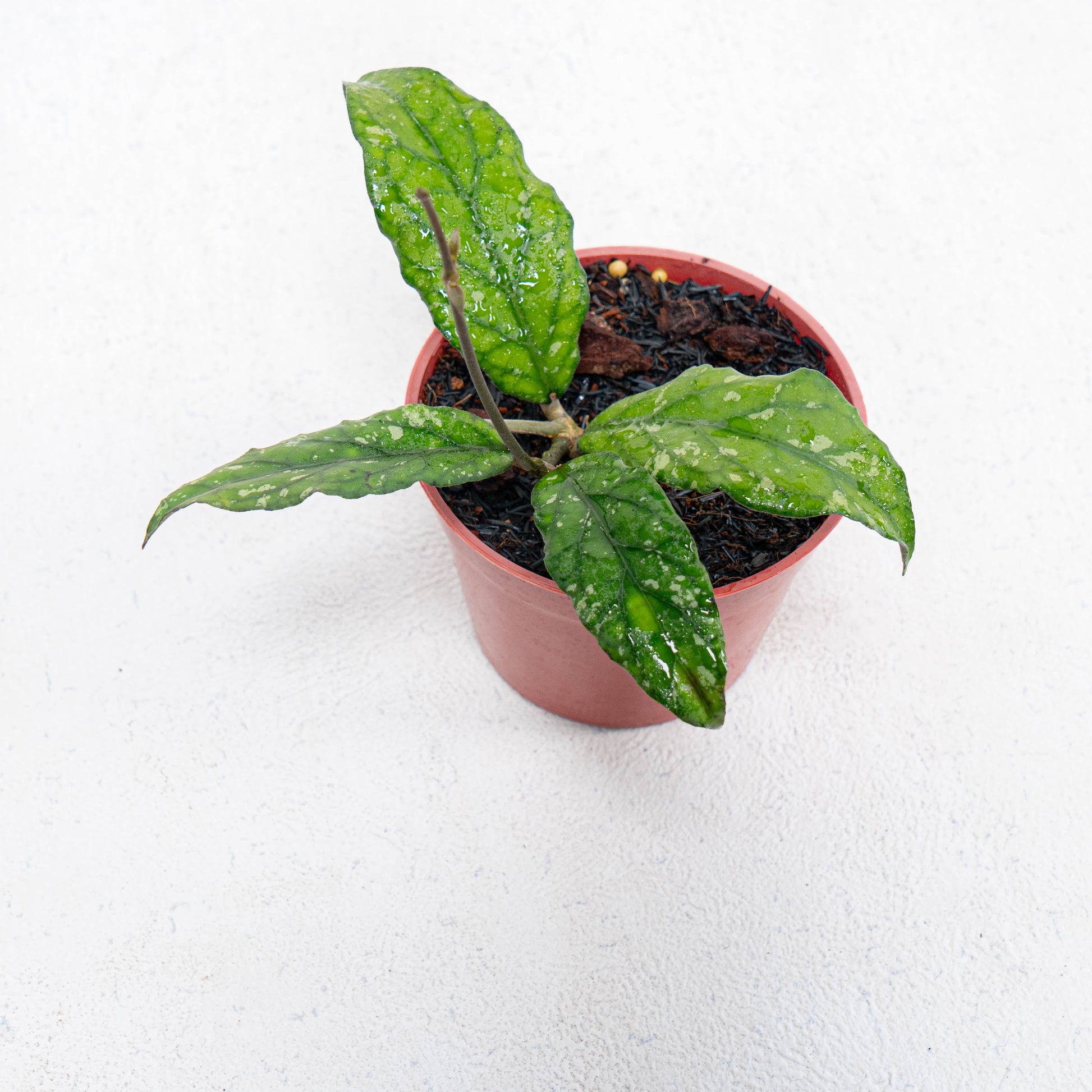 Hoya SP Takengon - Indonesian Rare Plants