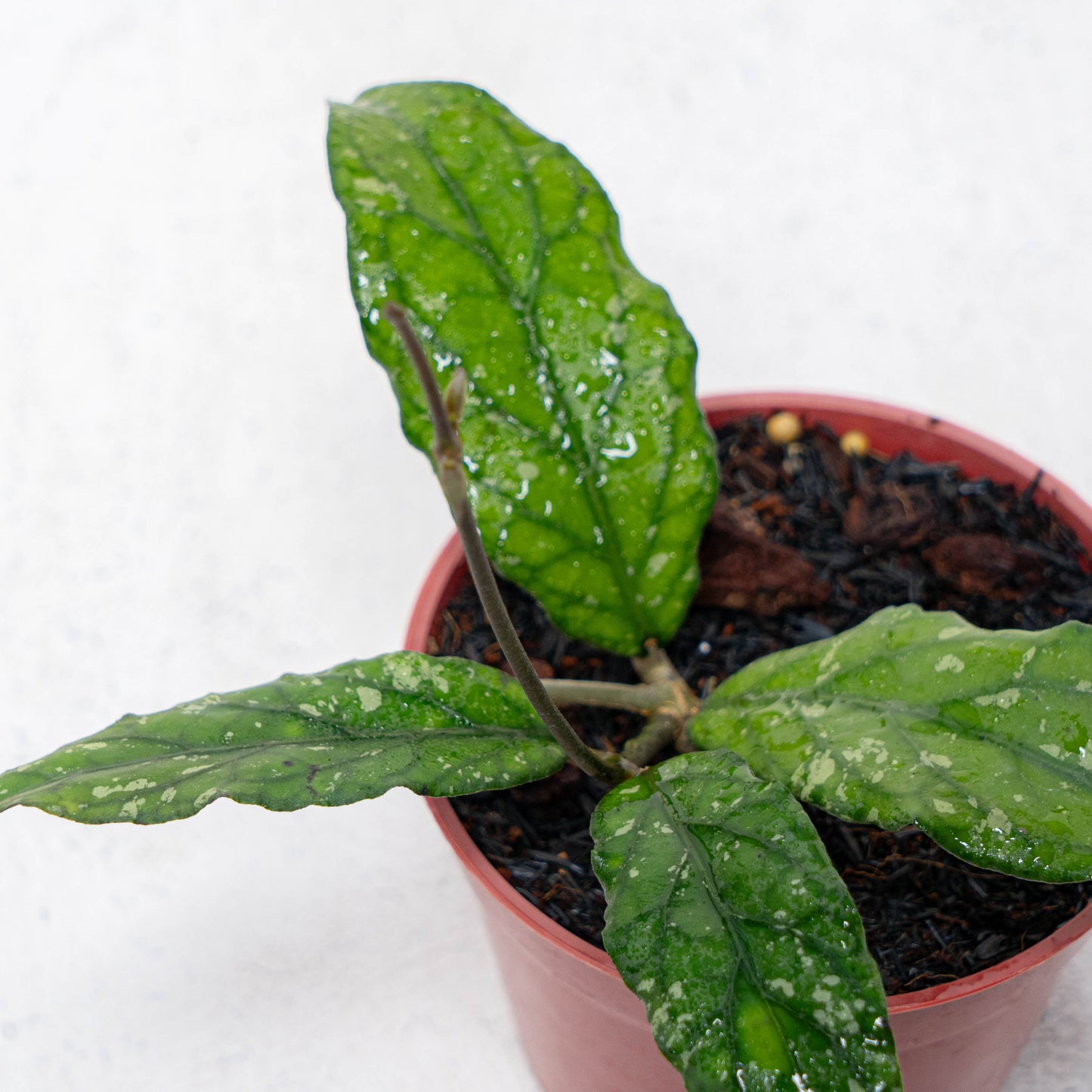 Hoya SP Takengon