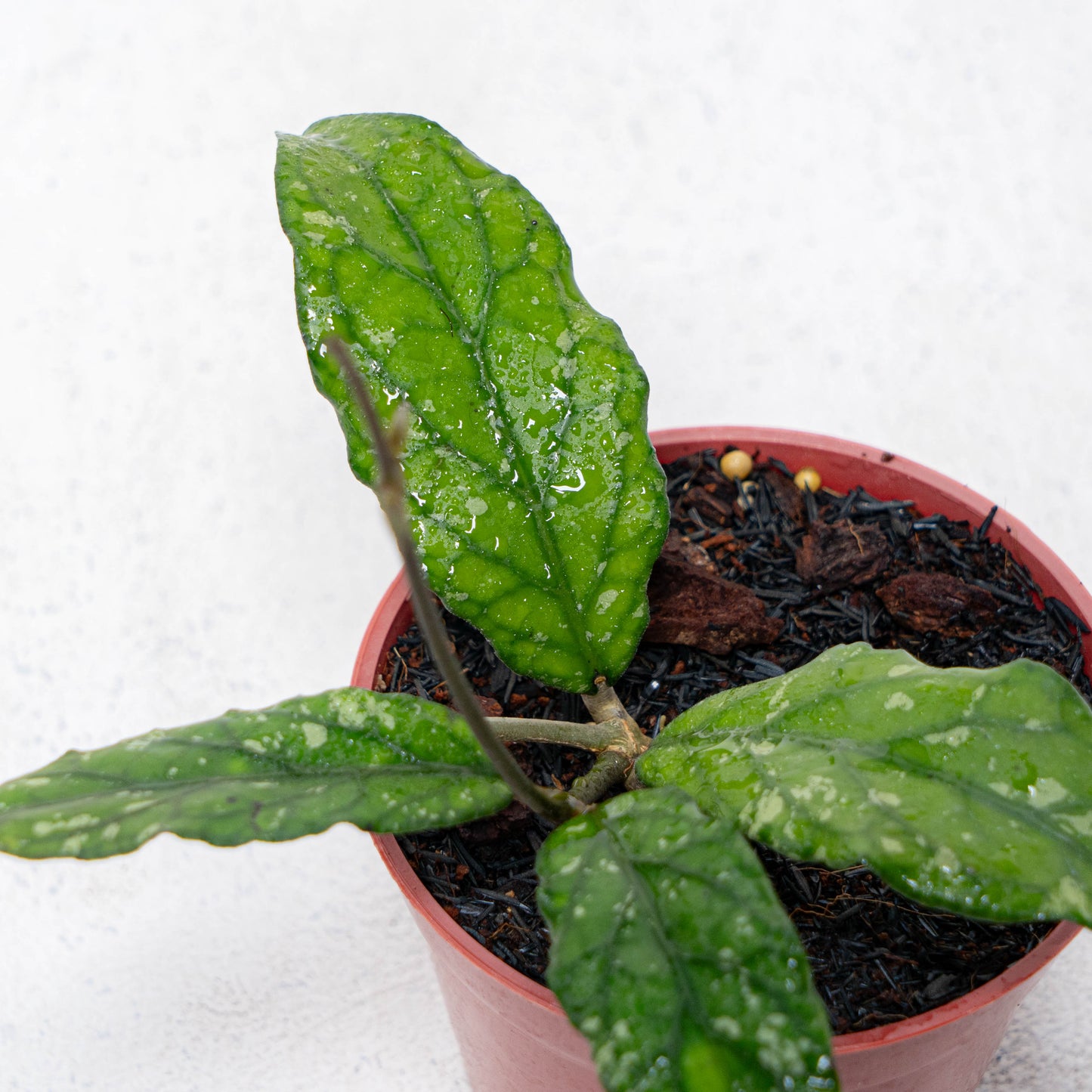 Hoya SP Takengon