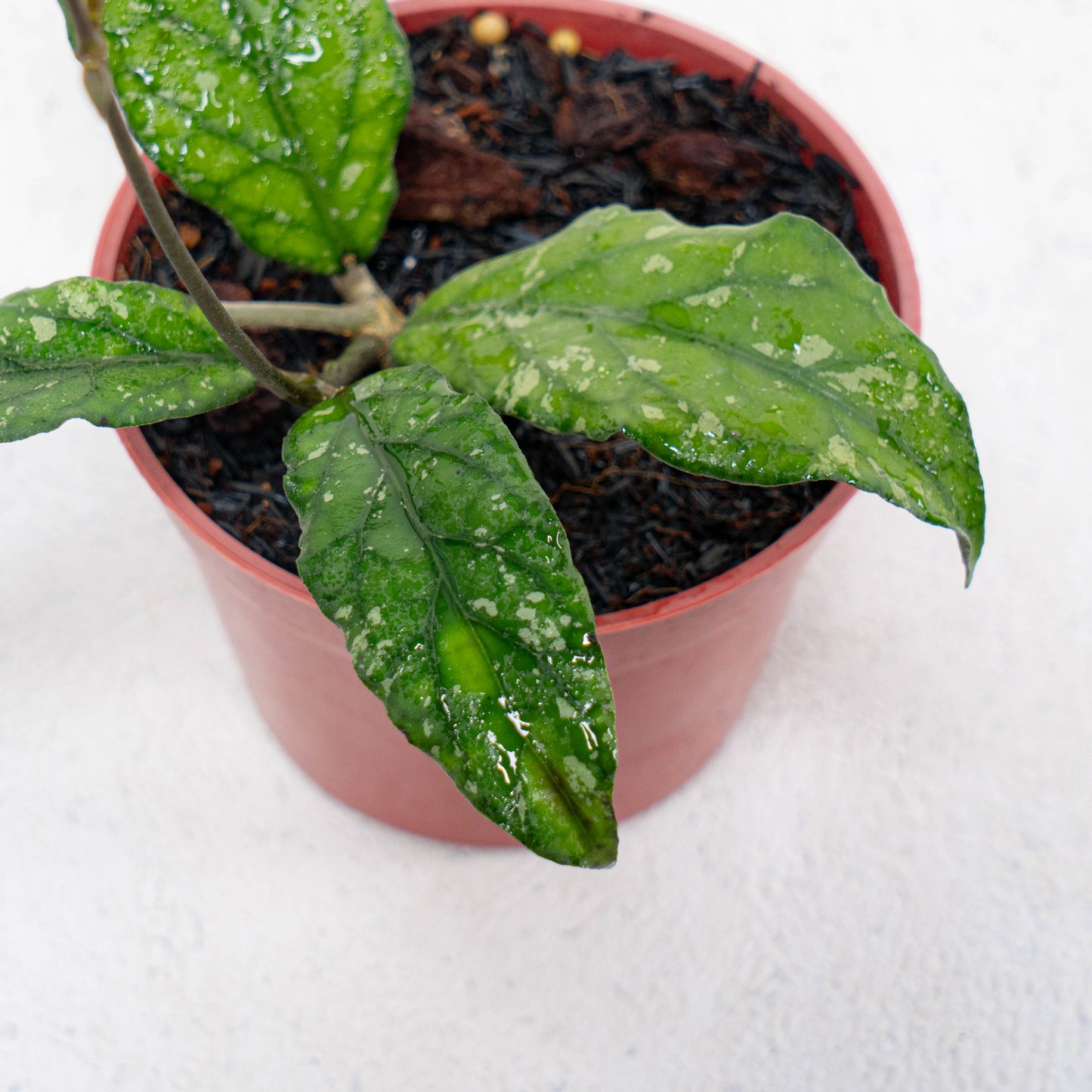 Hoya SP Takengon