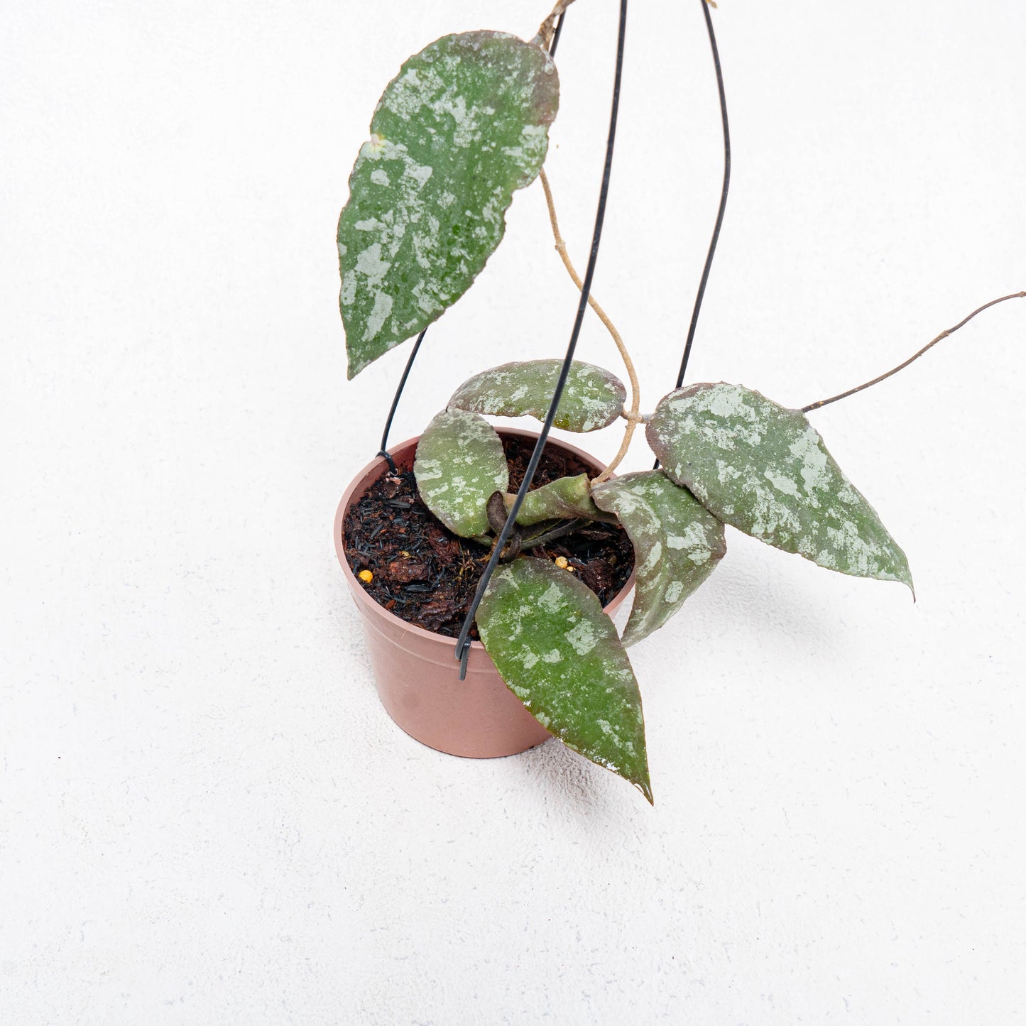 Hoya Caudata Aceh Splash - Indonesian Rare Plants