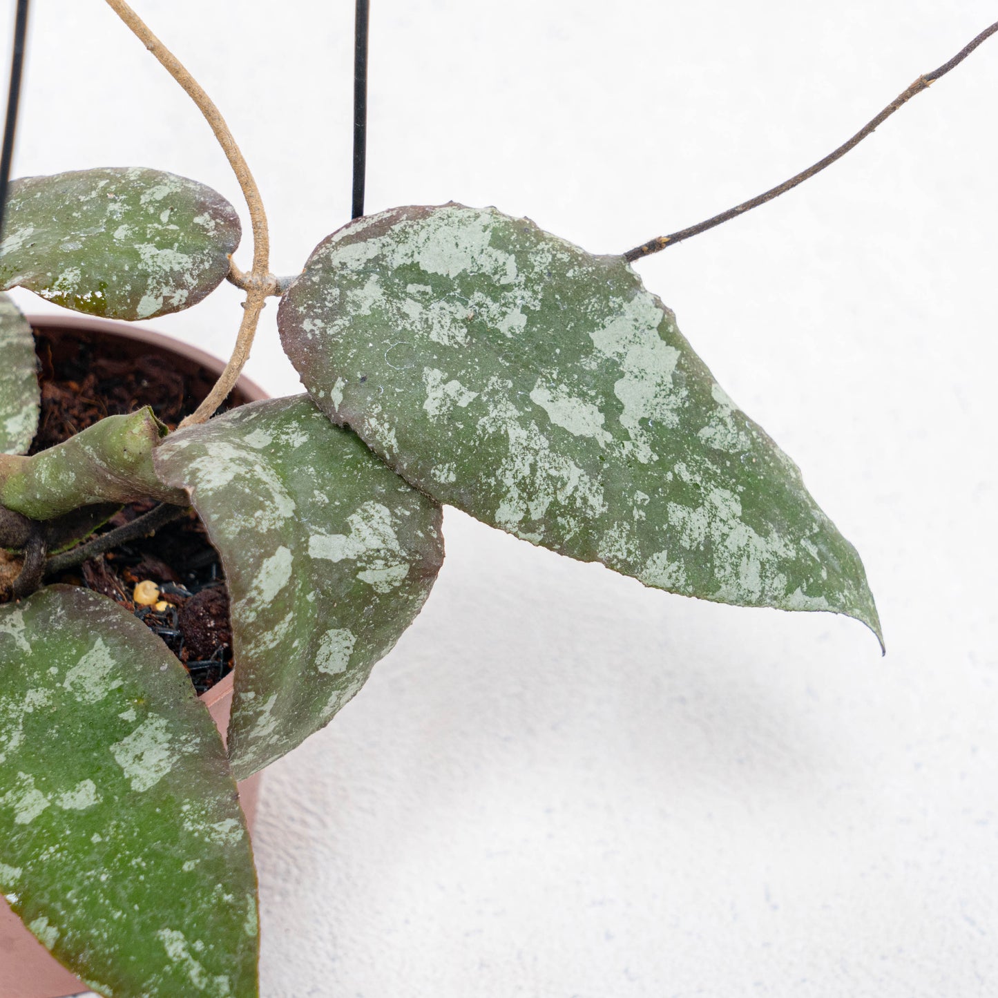 Hoya Caudata Aceh Splash