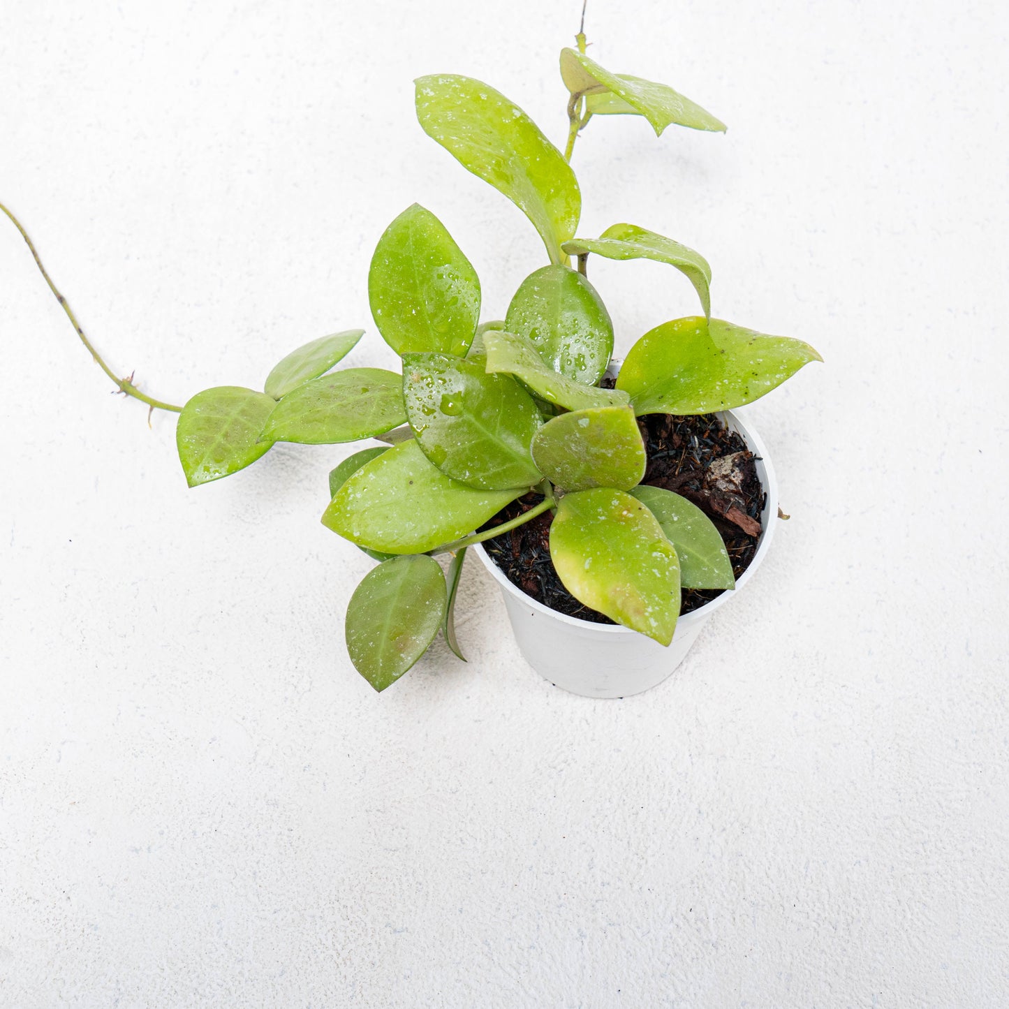 Hoya Kuhlii