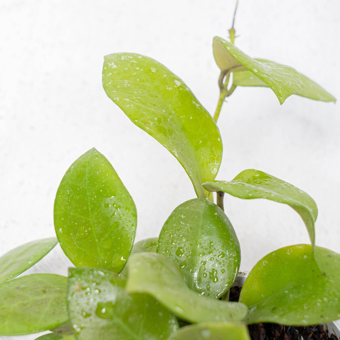 Hoya Kuhlii