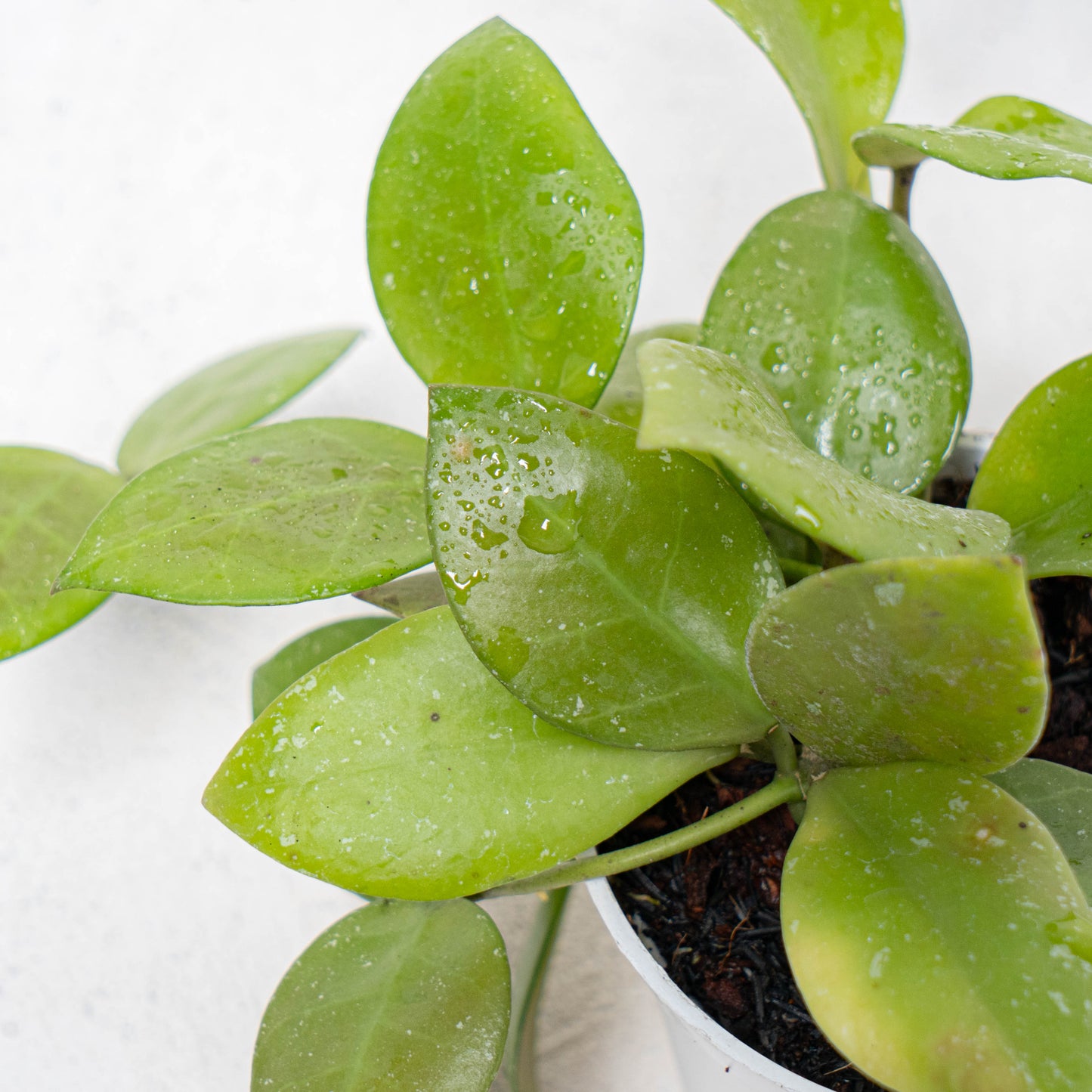 Hoya Kuhlii