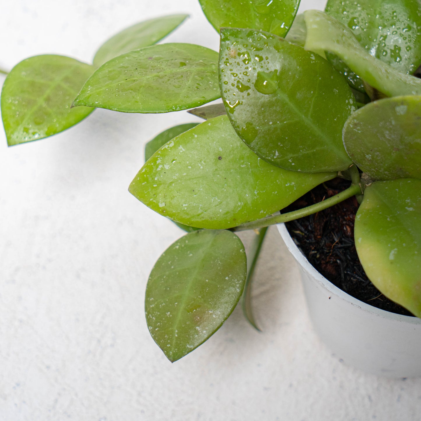 Hoya Kuhlii