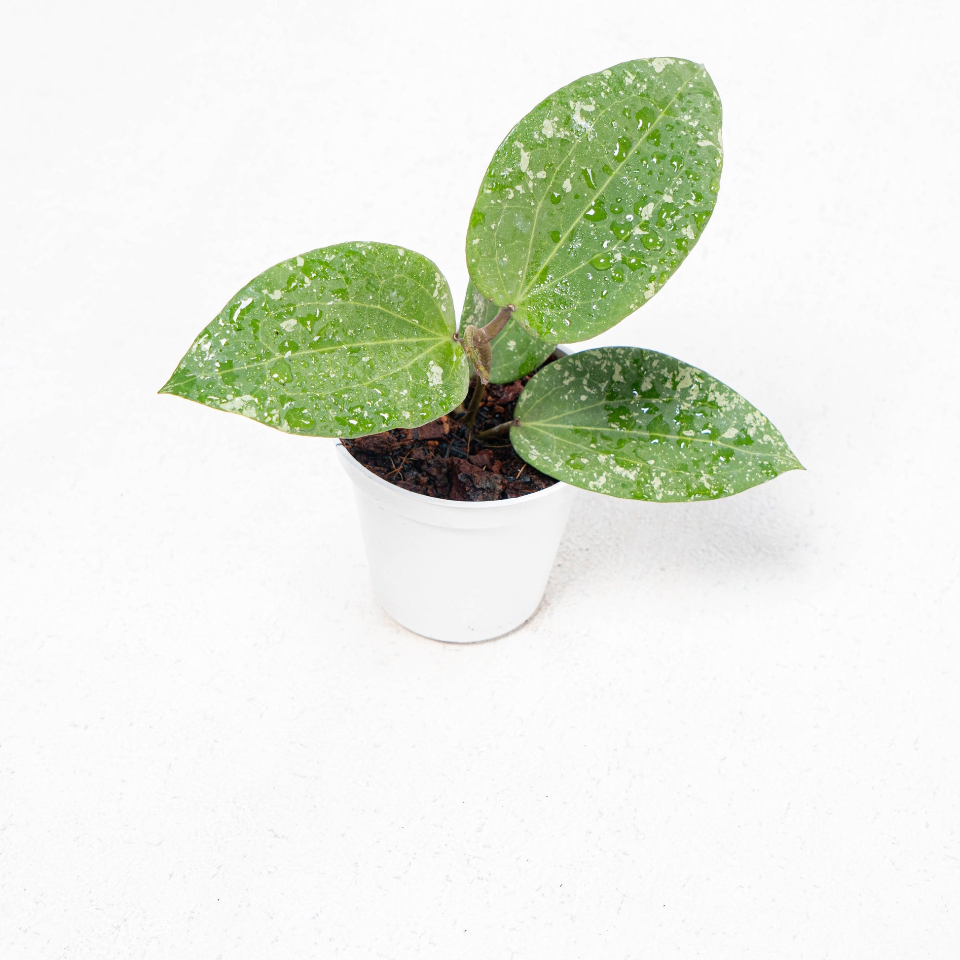 Hoya Glabra Splash - Indonesian Rare Plants