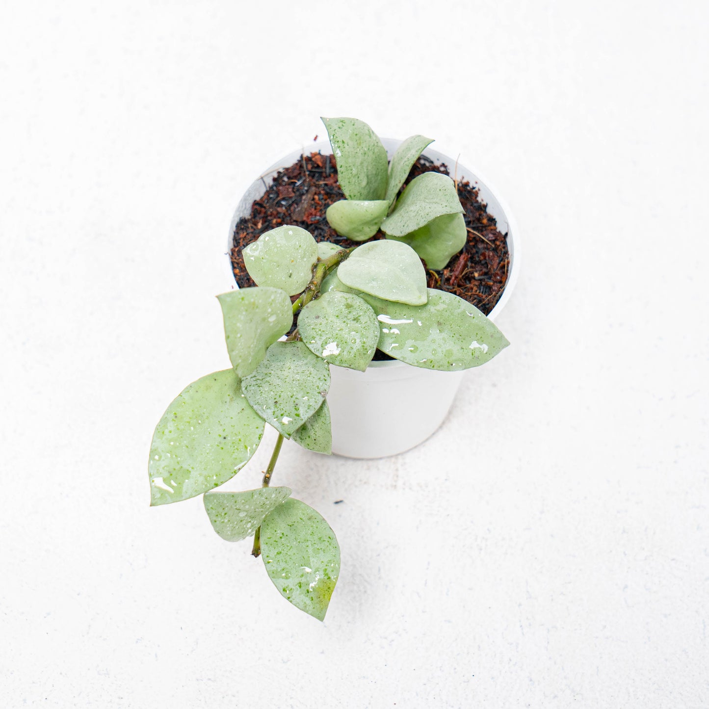 Hoya Lacunosa Silver Mint Coin - Indonesian Rare Plants