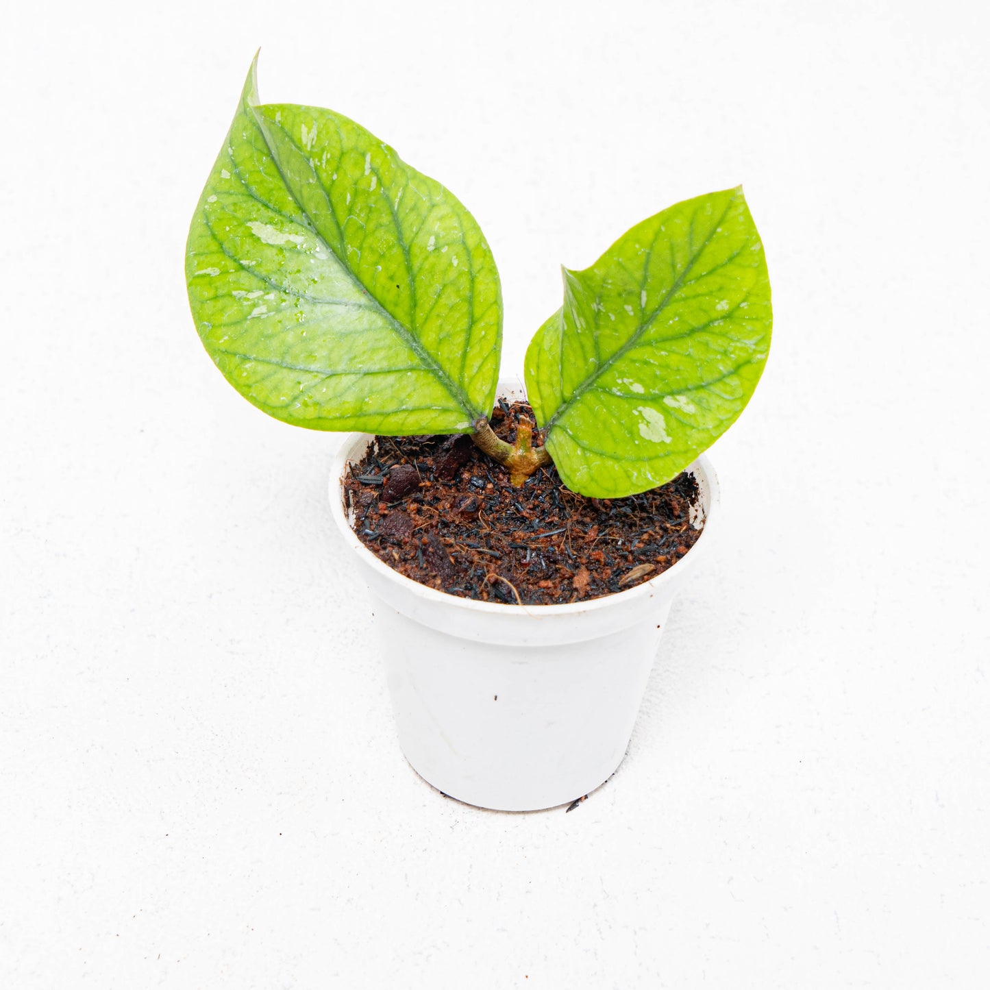 Hoya Meredhitii Round Leaf - Indonesian Rare Plants