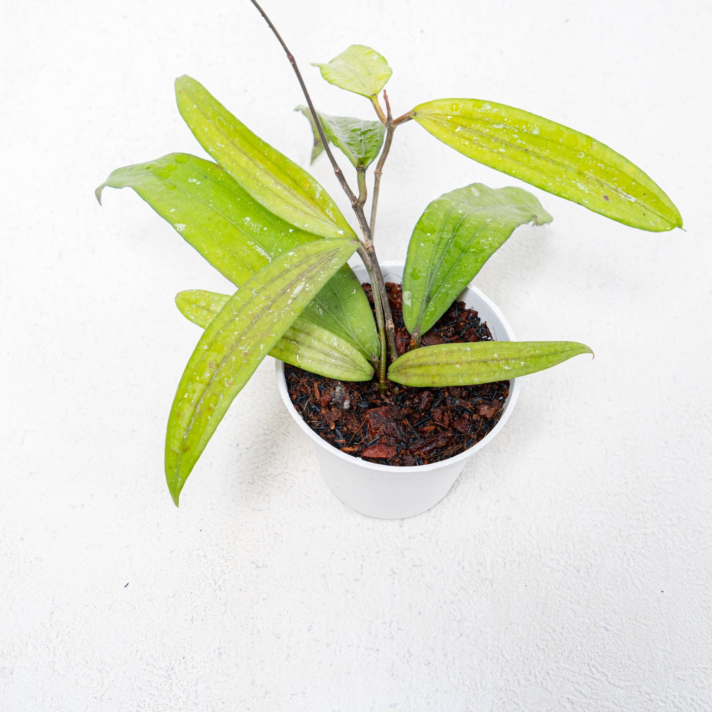 Hoya SP Rindu Rafflesia - Indonesian Rare Plants