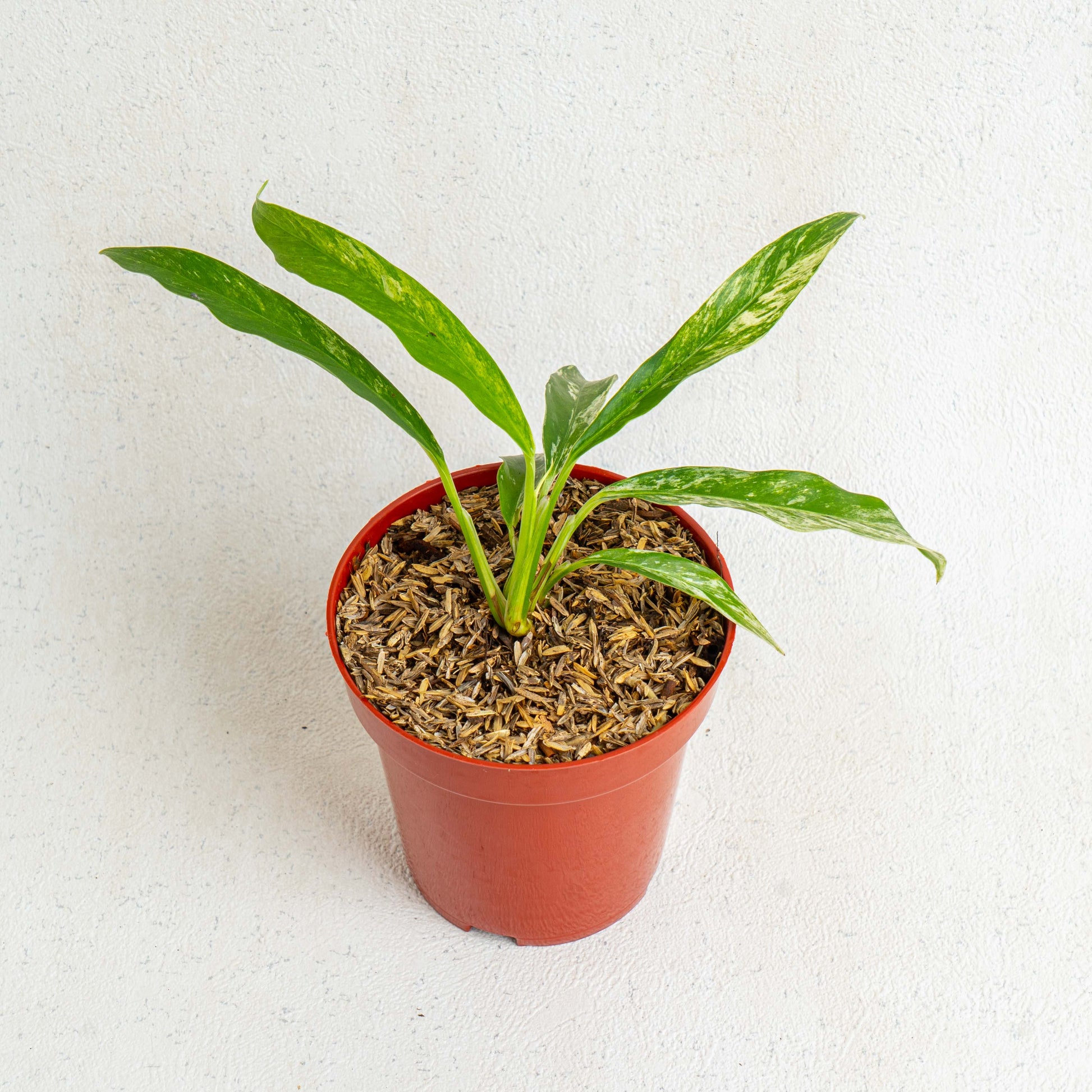 Rhaphidophora Megasperma Variegated - Indonesian Rare Plants