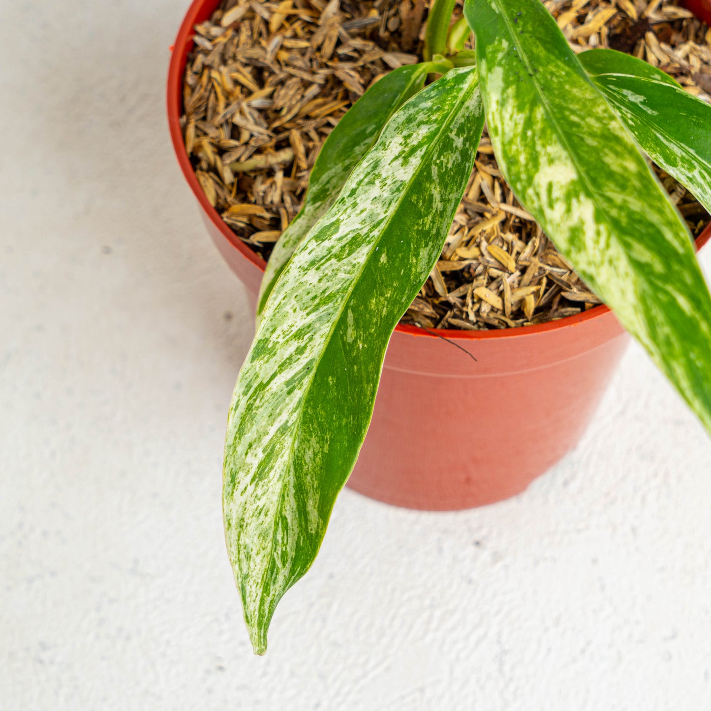 Rhaphidophora Megasperma Variegated