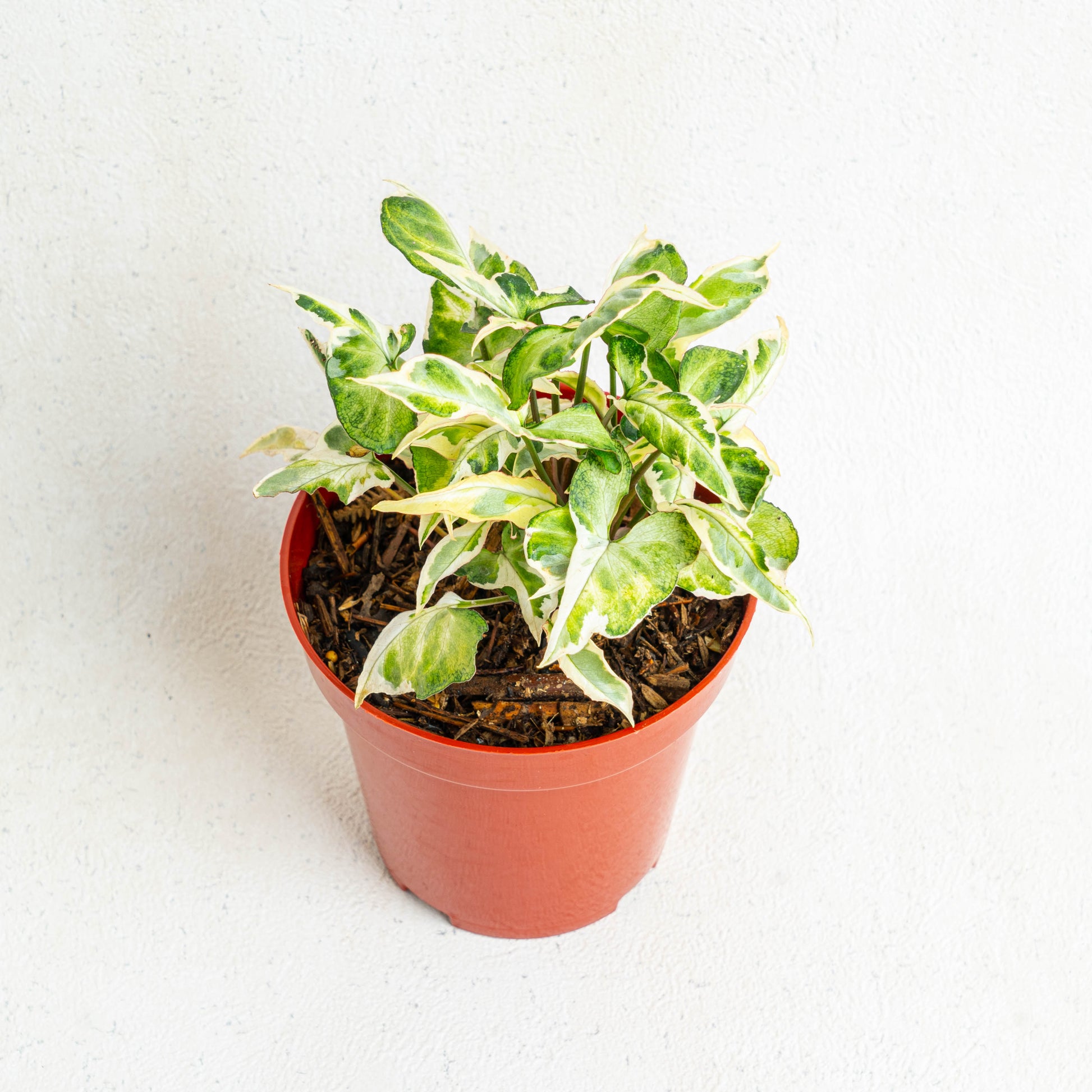 Syngonium T25 - Indonesian Rare Plants