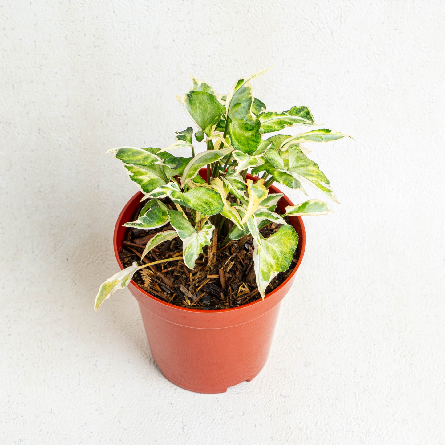 Syngonium T25