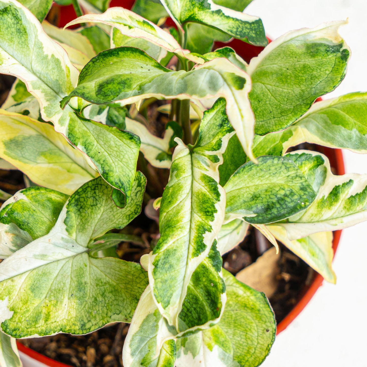 Syngonium T25