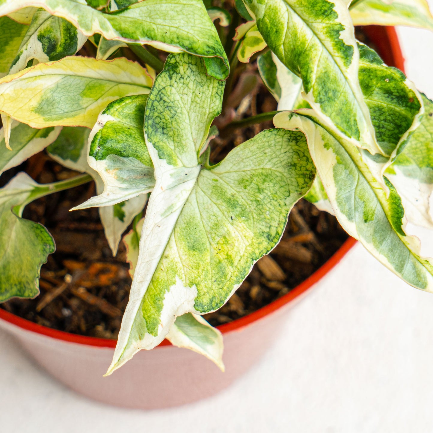 Syngonium T25