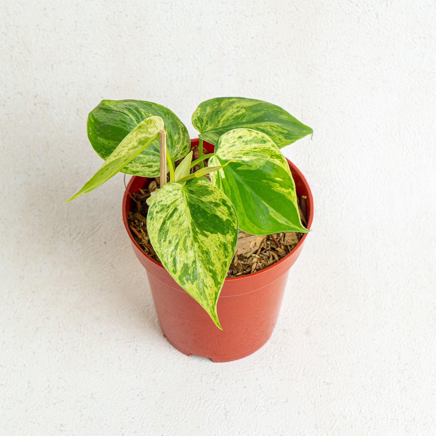 Philodendron Hederaceum Variegated - Indonesian Rare Plants