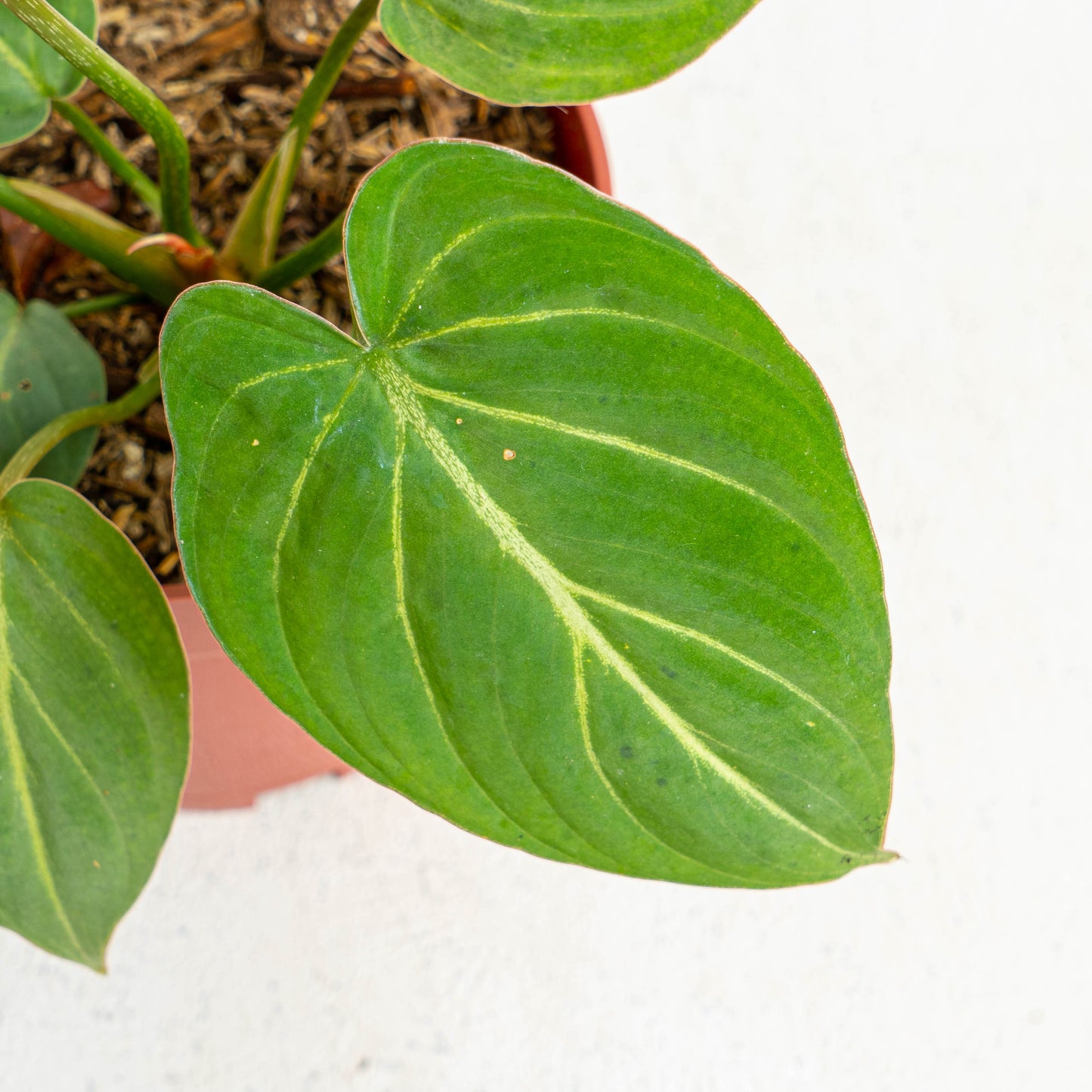 Philodendron Gloriosum White Veins
