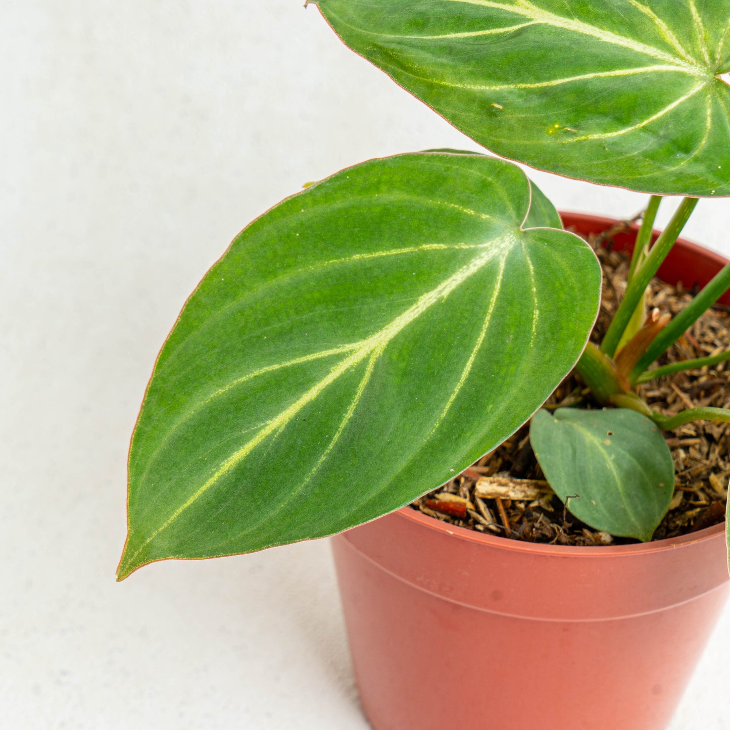 Philodendron Gloriosum White Veins