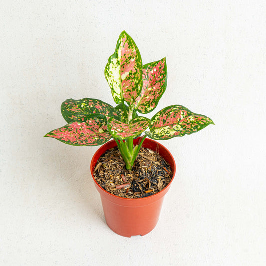 Aglaonema Tricolor - Indonesian Rare Plants