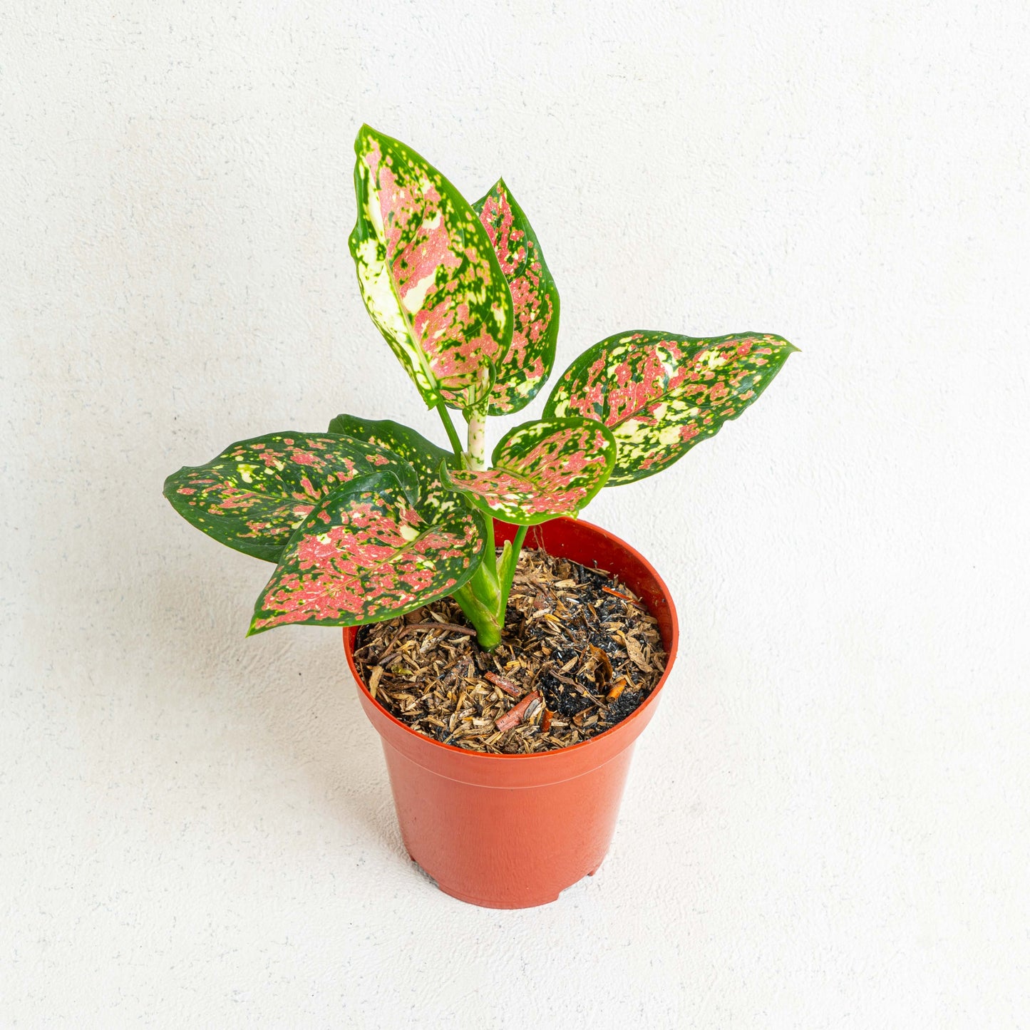 Aglaonema Tricolor