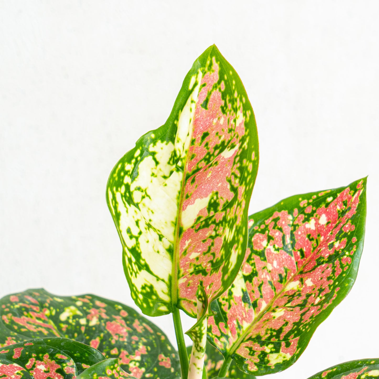 Aglaonema Tricolor