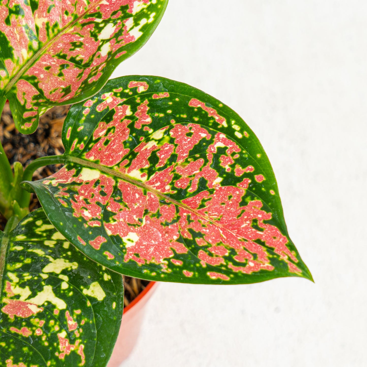 Aglaonema Tricolor