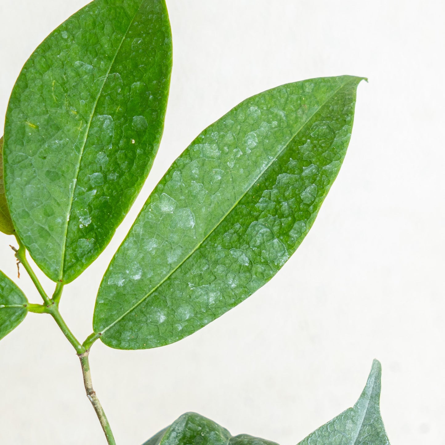 Hoya Evelinae