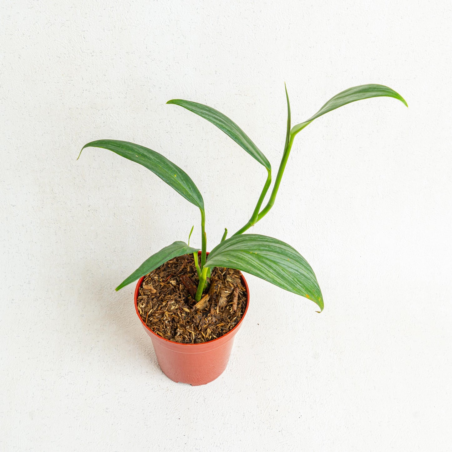 Epipremnum Amplissimum Silver Streak - Indonesian Rare Plants
